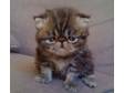 Adorable Brown Tabby Persian Kitten