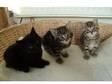 Gorgeous Kittens For Sale. Gorgeous kittens,  ready in....