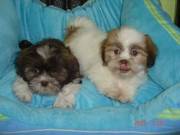 Shih Tzus Puppies Ready to go for a New Pet Lovers Family