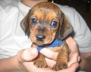 Cute Miniature Dachshund Puppies for sale