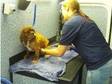 Dial A Dog Wash Mobile Grooming Parlour. --. DIAL A DOG....
