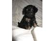 JACK-CHI CROSS toy poodle puppies for sale avaliable now....