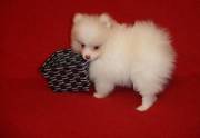 Pomeranian Puppy For Free Adoption