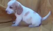 Beagle Puppy For Free Adoption