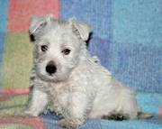 Great little Westie puppies that are well socialized