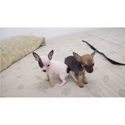 Beautiful Teacup Chihuahua Puppies for your family at XMAS