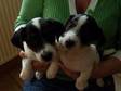 JACK RUSSELL puppies,  two boys available,  tri colour, ....