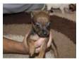 puppys for sale loving and very cute!!!!. i have 5....