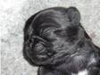 pug pups (£1, 150). 2 lovely black pug puppies.kc reg.vet....