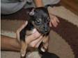 puppys for sale very cute. I have 5 puppys left,  brought....