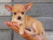 Jenny Chihuahua puppies ready now for pets homes