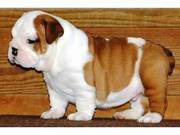Quality English Bulldog Puppies available now