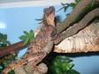 3 Very Rare Captive Breed Mountian Hornded Dragon (agama)