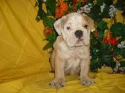 Bulldog Puppy For Adoption